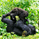 A mountain gorilla plays with a young gorilla in a clearing in Virunga national park in the Democratic Republic of Congo, near the border town of Bunagana